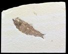 Bargain Knightia Fossil Fish - Wyoming #39658-1